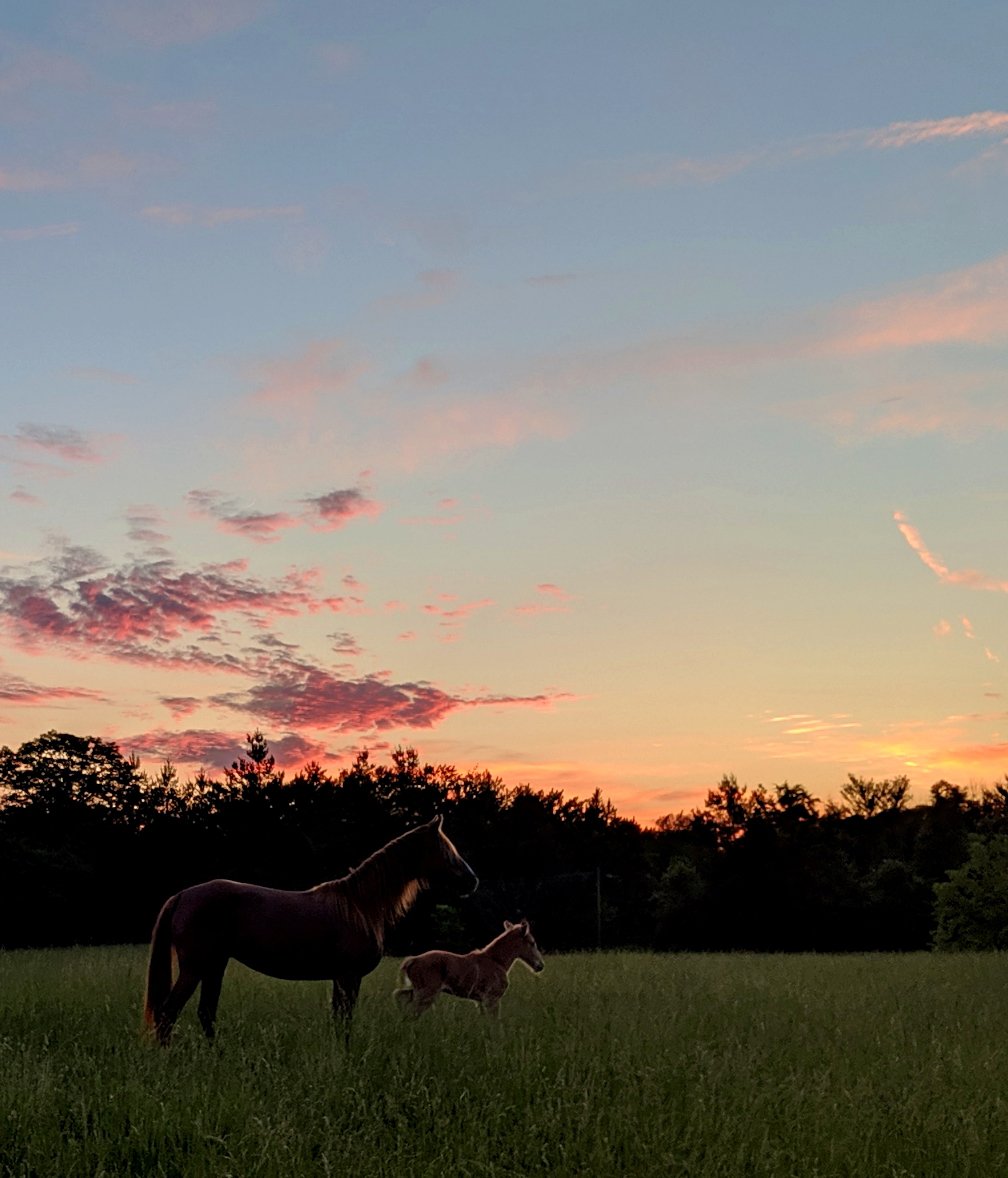 Rocky Mountain Horse mare and foal at sunset. Photo credit Melissa Walters